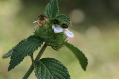 Leucas ciliata